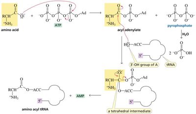 Amino acid attachment to tRNA