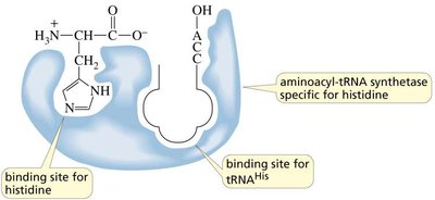 Aminoacyl-tRNA synthetase structure