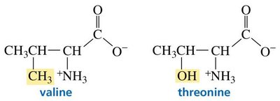 Proofreading by aminoacyl-tRNA synthetase