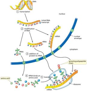 Overview of transcription and translation