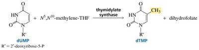 Methylation of dUMP to form dTMP