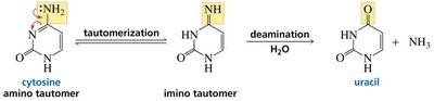 Deamination of cytosine to uracil