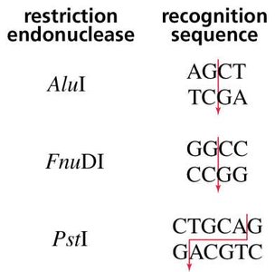 Restriction enzyme recognition sequences