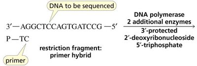 DNA sequencing primer hybridization
