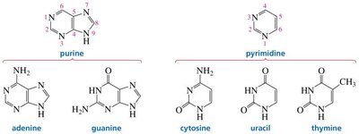 Structures of purine and pyrimidine bases
