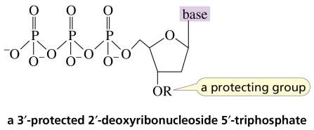 3'-protected 2'-deoxyribonucleoside 5'-triphosphate