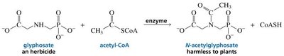 Herbicide resistance via genetic engineering