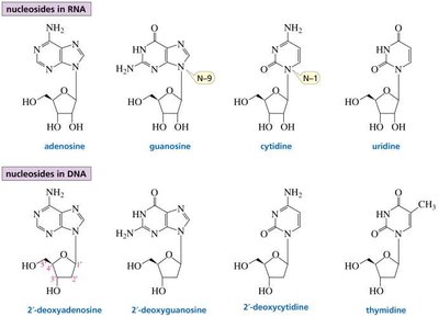 Structures of nucleosides in RNA and DNA