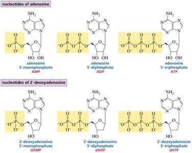 Structures of nucleotides in RNA and DNA