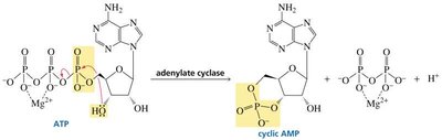 Formation of cyclic AMP from ATP