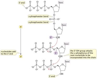Polymerization of nucleotides into nucleic acids