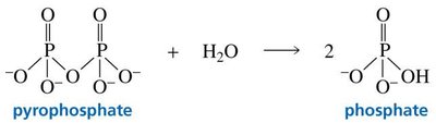 Hydrolysis of pyrophosphate