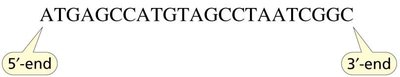 Primary structure of a nucleic acid strand