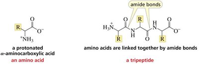 General structure of an amino acid and a tripeptide