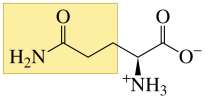 Structure of glutamine