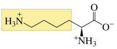 Structure of lysine