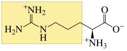 Structure of arginine