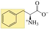 Structure of phenylalanine