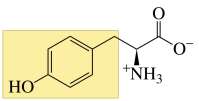 Structure of tyrosine