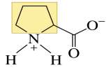 Structure of proline