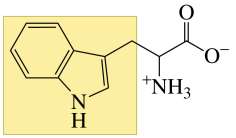 Structure of tryptophan
