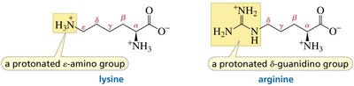 Lysine and arginine side chains