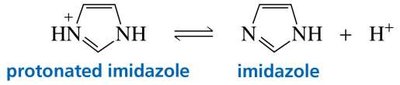 Protonated and neutral imidazole