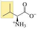 Structure of alanine