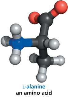 3D structure of L-alanine