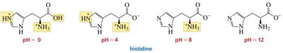 Histidine ionization at different pH values