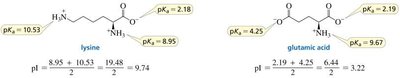 Calculation of pI for lysine and glutamic acid