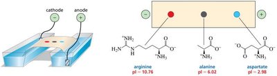 Electrophoresis of amino acids