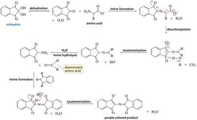 Ninhydrin reaction mechanism