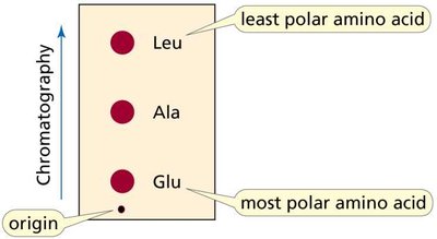 Chromatography of amino acids