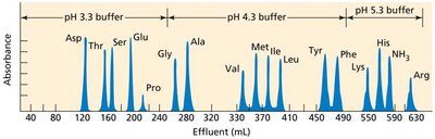 Amino acid chromatogram