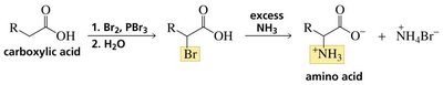 HVZ reaction for amino acid synthesis