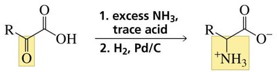 Reductive amination for amino acid synthesis