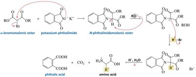N-Phthalimidomalonic ester synthesis