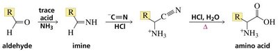 Strecker synthesis of amino acids