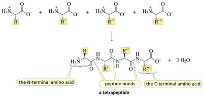 Tetrapeptide formation and sequence