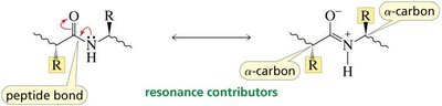 Peptide bond resonance