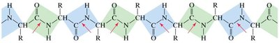 Polypeptide chain and peptide bond planes