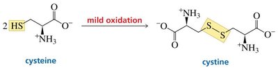 Oxidation of cysteine to cystine
