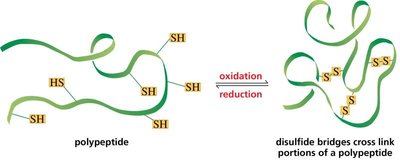 Disulfide bridges in polypeptides