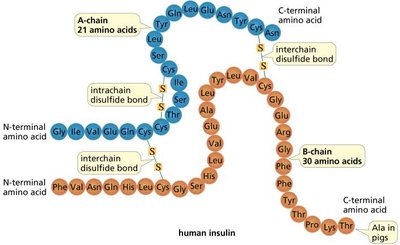 Disulfide bridges in insulin