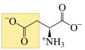 Structure of aspartate