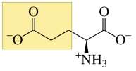 Structure of glutamate