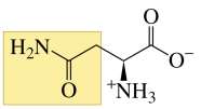 Structure of asparagine