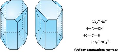 Pasteur's sodium ammonium tartrate crystals