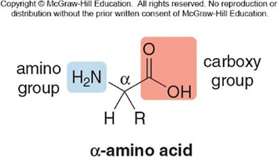 General structure of alpha-amino acid